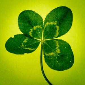 clover, four leaf clover, green, vierblättrig, lucky clover, four-leaf clover, symbol, happiness, clover, clover, clover, clover, clover, four leaf clover, four-leaf clover, four-leaf clover, four-leaf clover, four-leaf clover